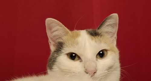 Alma