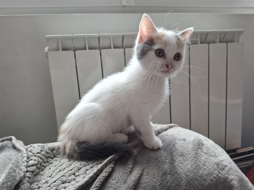 Alma